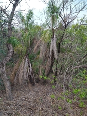 Syagrus flexuosa