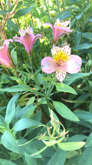 Alstroemeria aurea
