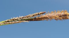 Carex senta