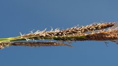 Carex senta