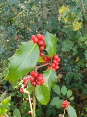 Ilex aquifolium