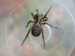 Alopecosa inquilina