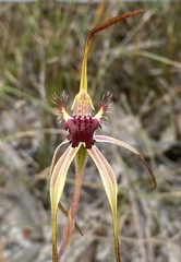 Caladenia heberleana