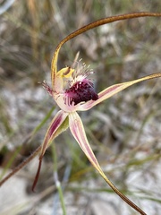 Caladenia heberleana