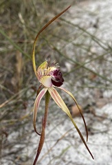 Caladenia heberleana