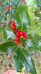 Ilex aquifolium