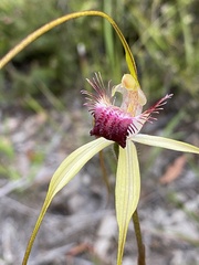 Caladenia heberleana