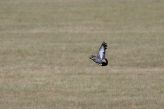 Eupodotis caerulescens