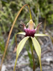 Caladenia heberleana