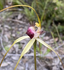 Caladenia heberleana