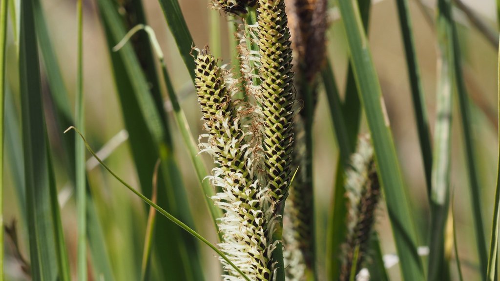 western rough sedge