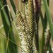 Western Rough Sedge - Photo (c) Fred Melgert / Carla Hoegen, some rights reserved (CC BY-NC), uploaded by Fred Melgert / Carla Hoegen
