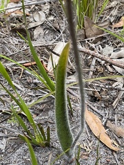 Caladenia heberleana