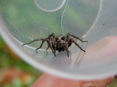 Alopecosa inquilina