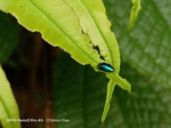 Endelus cupido