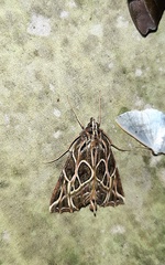 Charca fulminea