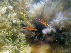 Trachinops caudimaculatus