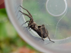 Alopecosa inquilina