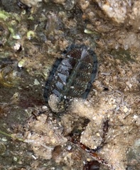 Ischnochiton smaragdinus