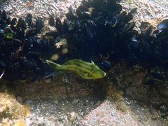 Meuschenia australis