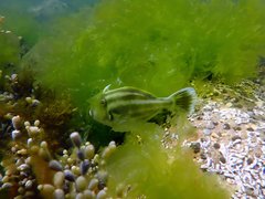 Meuschenia australis