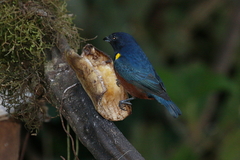 Euphonia pectoralis