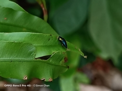 Endelus cupido