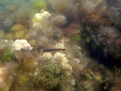 Trachinops caudimaculatus