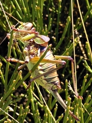 Neocallicrania miegii