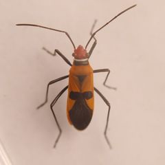 Dysdercus