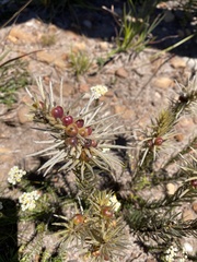 Phylica pubescens