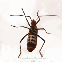 Dysdercus