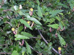 Aristolochia sempervirens