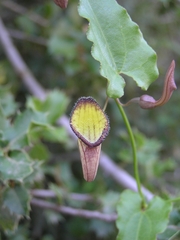 Aristolochia sempervirens