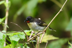 Myzomela jugularis