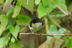 Myzomela jugularis