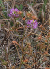 Polygala mariana
