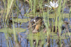 Thalassornis leuconotus