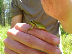 Hyla andersonii