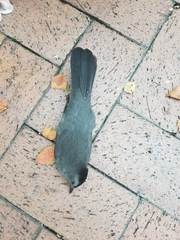 Dumetella carolinensis