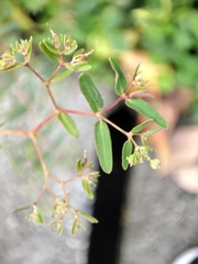 Euphorbia bifida