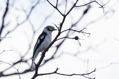 Prionops plumatus poliocephalus