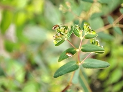 Euphorbia bifida