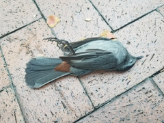 Dumetella carolinensis