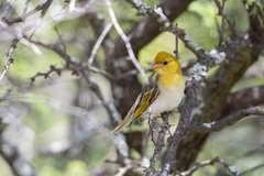 Anaplectes rubriceps rubriceps