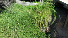 Carpobrotus deliciosus