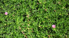 Carpobrotus deliciosus