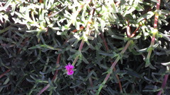 Carpobrotus deliciosus