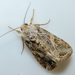 Spodoptera ornithogalli
