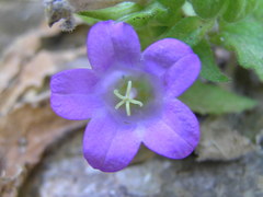 Campanula tubulosa